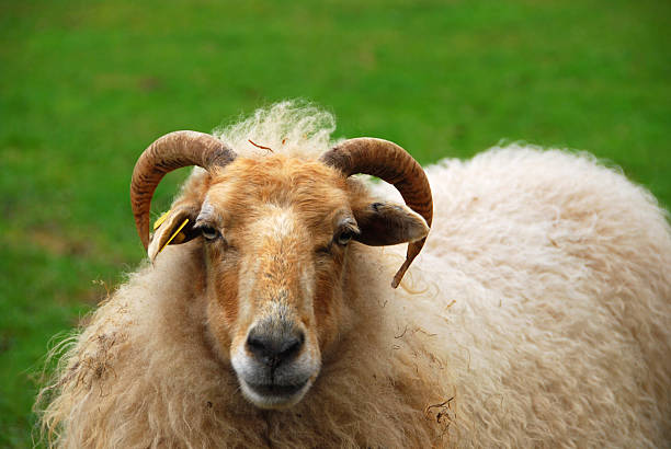 istock Drents moor sheep portrait 174818350