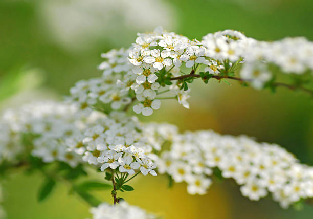 florescendo branche com branco hawthorn blossom - pyrinae - fotografias e filmes do acervo