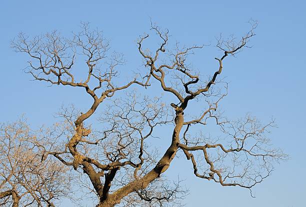árvore - fractal clear sky tree sky imagens e fotografias de stock