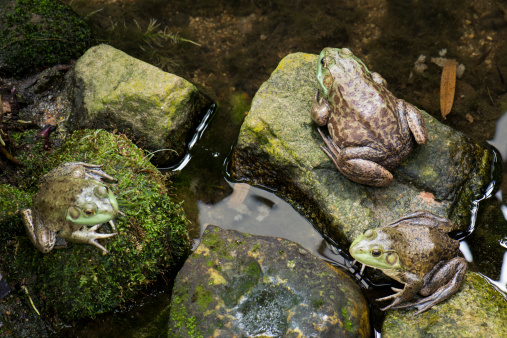 Three Bull Frogs resting on rocks in a pond.