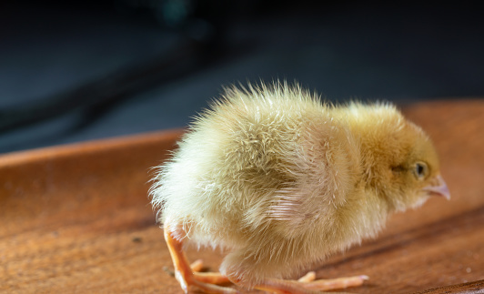 new born chicken studio shot