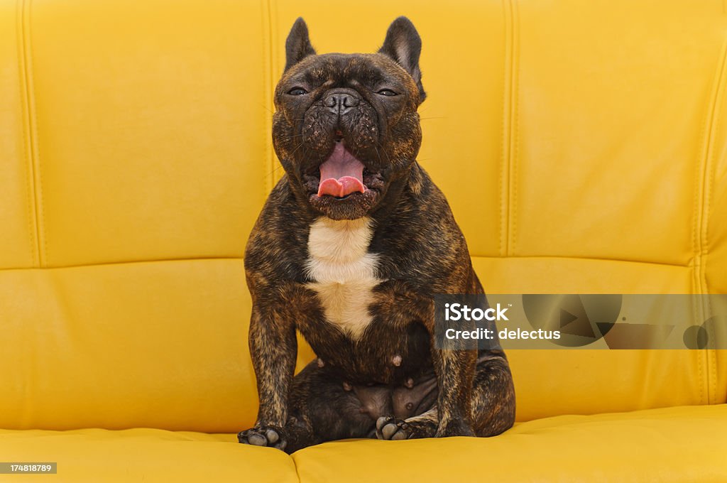 French Bulldog while yawning French Bulldog while yawning. Sitting on a yellow leather couch. Animal Mouth Stock Photo