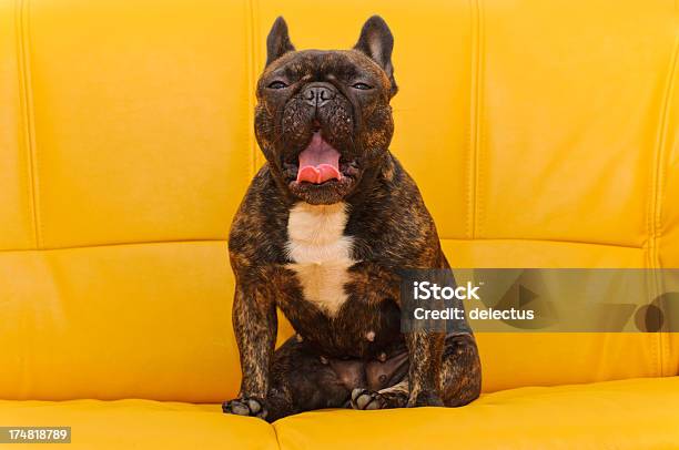 French Bulldog While Yawning Stock Photo - Download Image Now - Animal Mouth, Animal Tongue, Bulldog