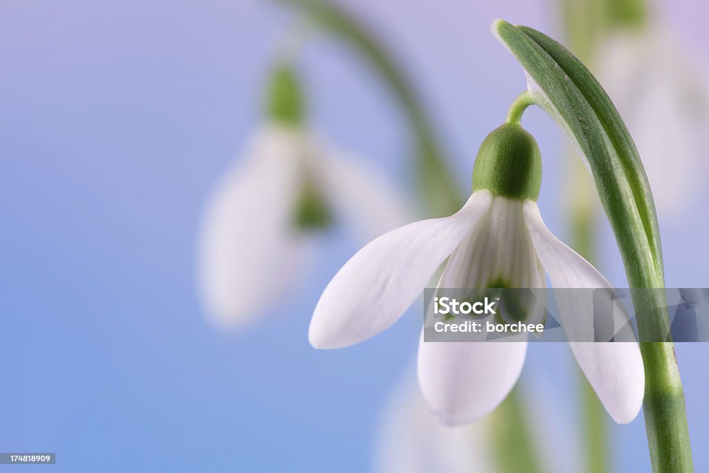 Galanthus - Lizenzfrei Blau Stock-Foto