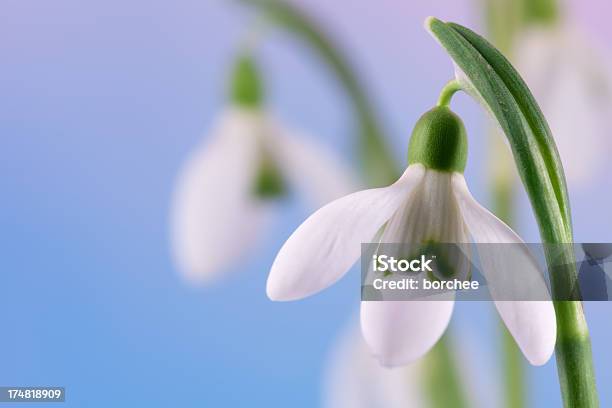 Bucaneve - Fotografie stock e altre immagini di Bianco - Bianco, Blu, Fiore