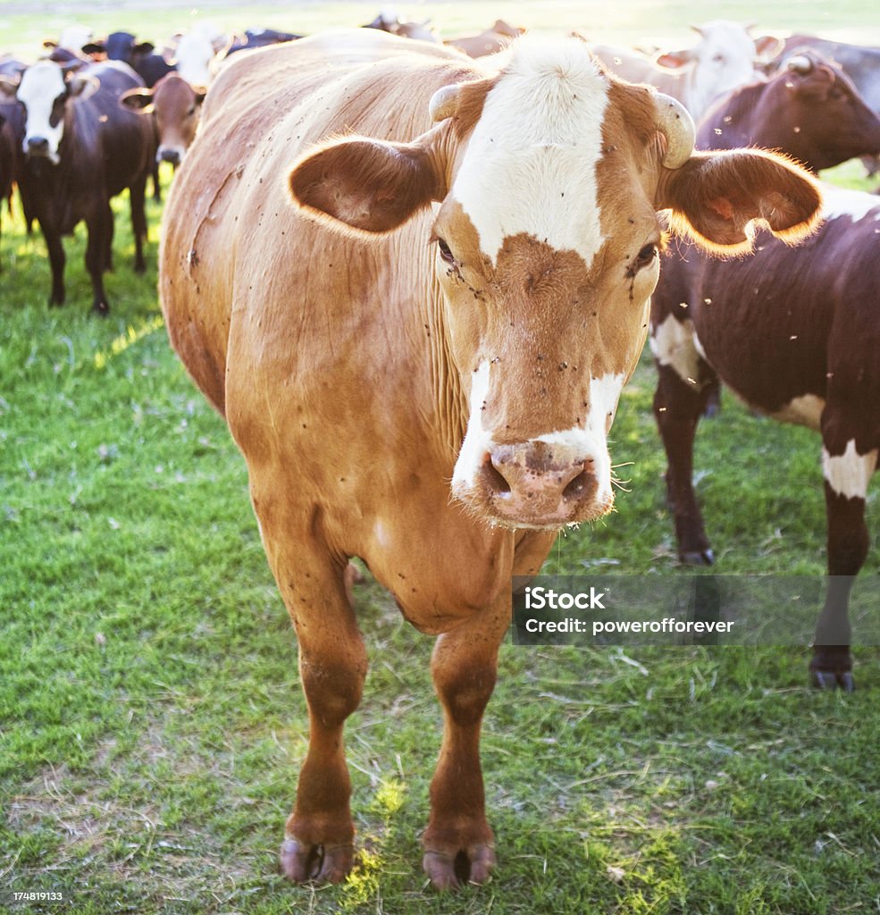 Hereford vacas em pastagens - Royalty-free Agricultura Foto de stock