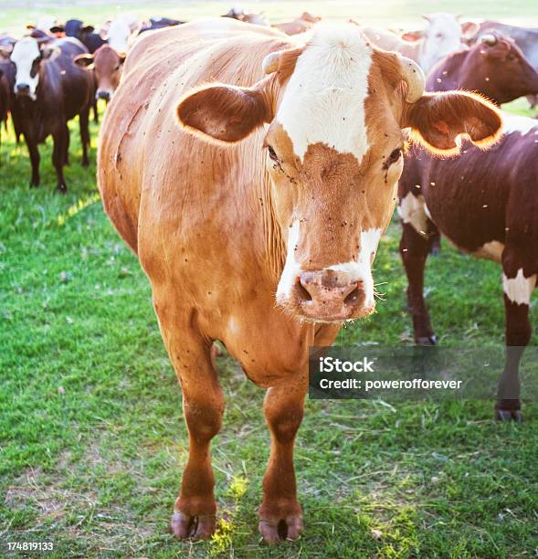 Hereford Vacas Em Pastagens - Fotografias de stock e mais imagens de Agricultura - Agricultura, Animal, Animal Doméstico