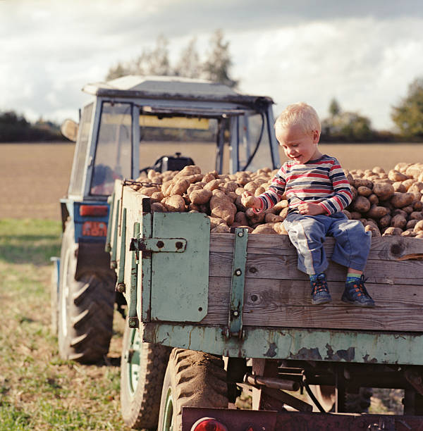 Potatoes harvest. Cheerful little boy sitting on a trailer full of potatoes.