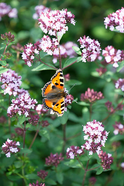 Small Tortoiseshell Butterfly on pink Oregano flowers with shallow depth of field and focus on butterfly.
