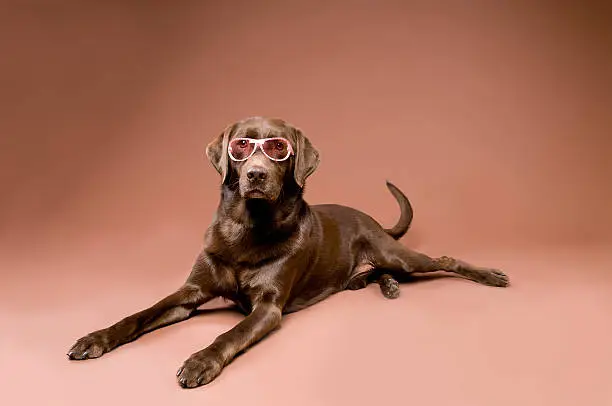 Photo of Cute Chocolate Labrador Retriever Dog with Sunglasses