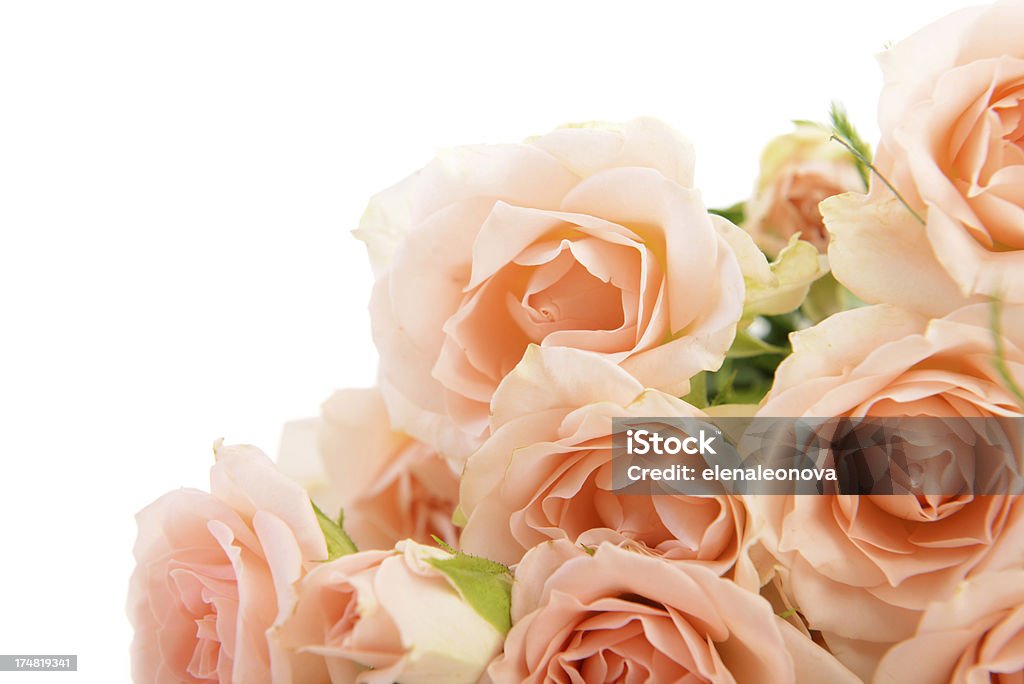 Rosas cor-de-rosa - Foto de stock de Beleza royalty-free