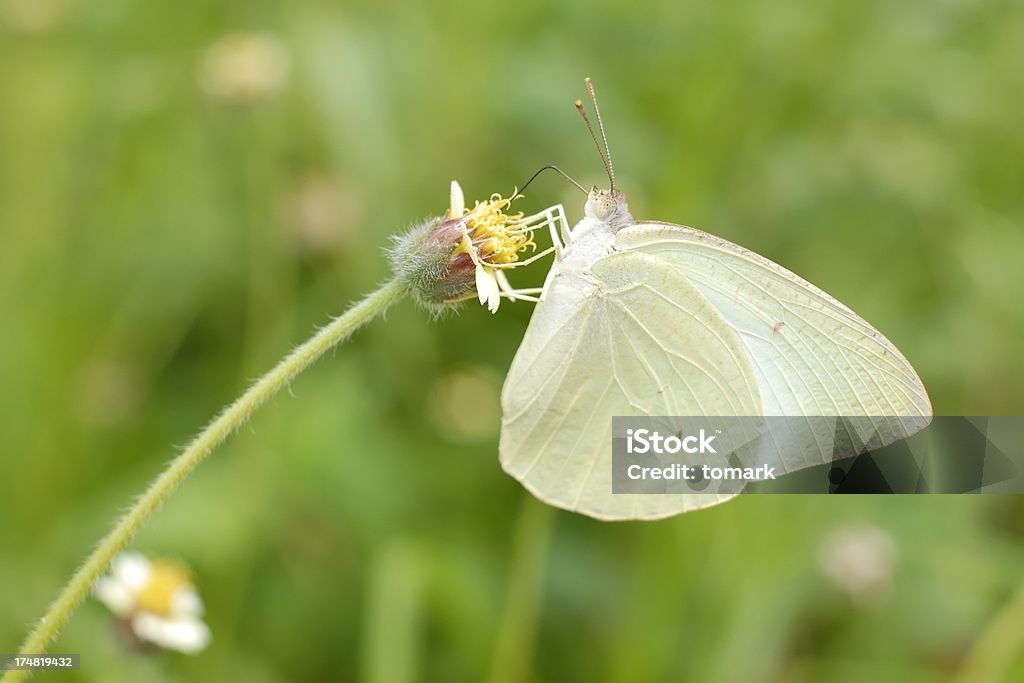 Papillon sur le green - Photo de Arbre en fleurs libre de droits