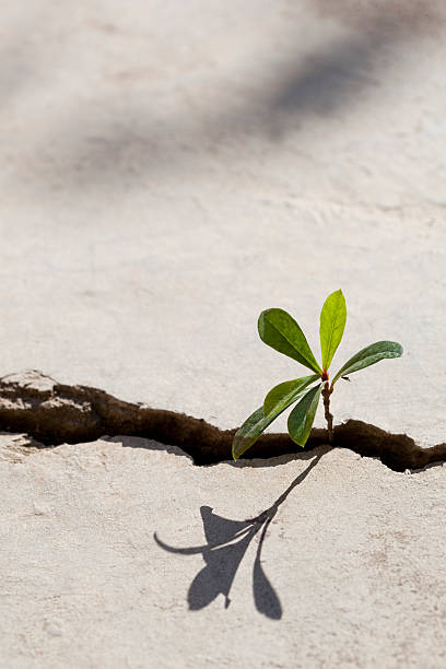 istock Young plant growing in a crack on a concrete footpath. 174819509