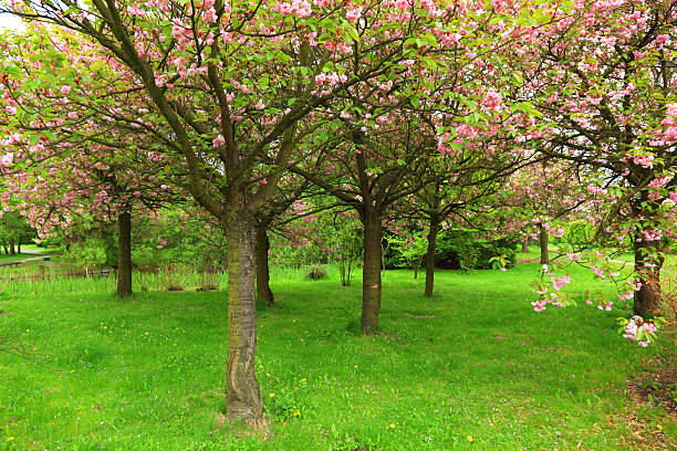 arbres de cerisiers en fleurs - ornamental garden vibrant color illuminated air photos et images de collection