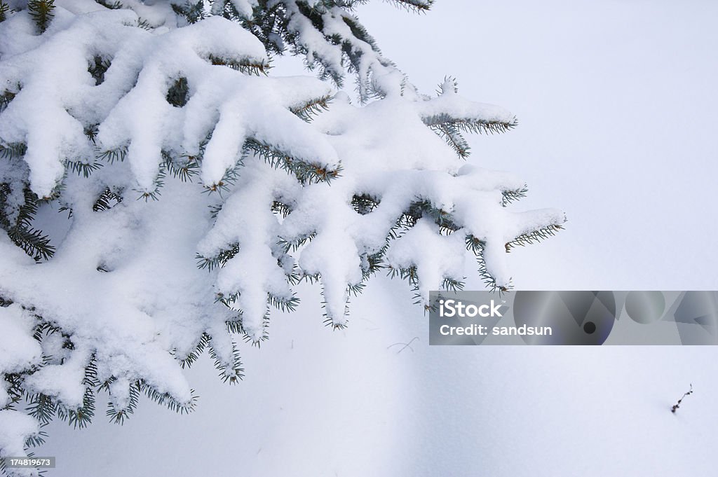 winter fir branch Abstract Stock Photo