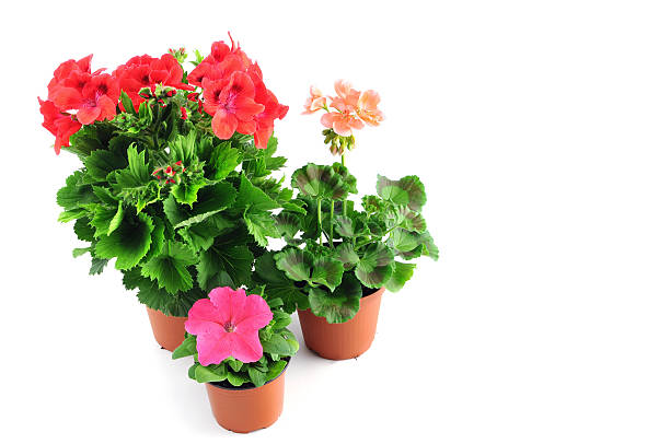 istock pink Petunia and Pelargonium (Cransbill) in flower pot 174819701