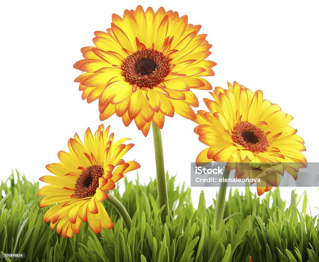 Fiori gialli - Foto stock royalty-free di Gerbera