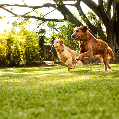 Dogs running in field