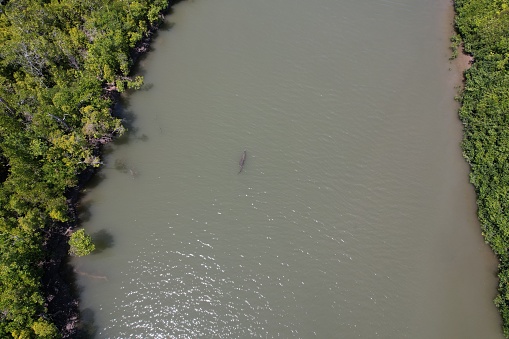 Aerial view of a crocodile in a creek in North Queensland