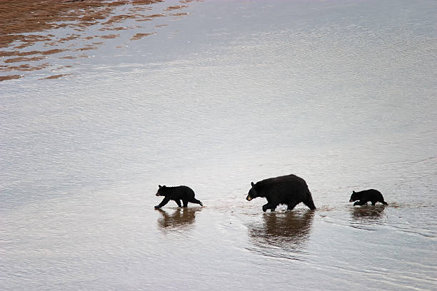 Black Bear and Cubs Cross River stock photo