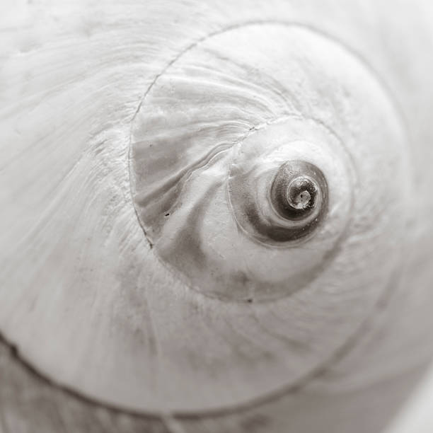 meditation serie: perfekte spirale in der natur: nahaufnahme von mondschnecke - lunatia heros stock-fotos und bilder