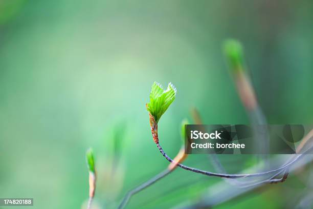 Fresco Verde Foglie - Fotografie stock e altre immagini di Albero - Albero, Albero deciduo, Ambientazione esterna