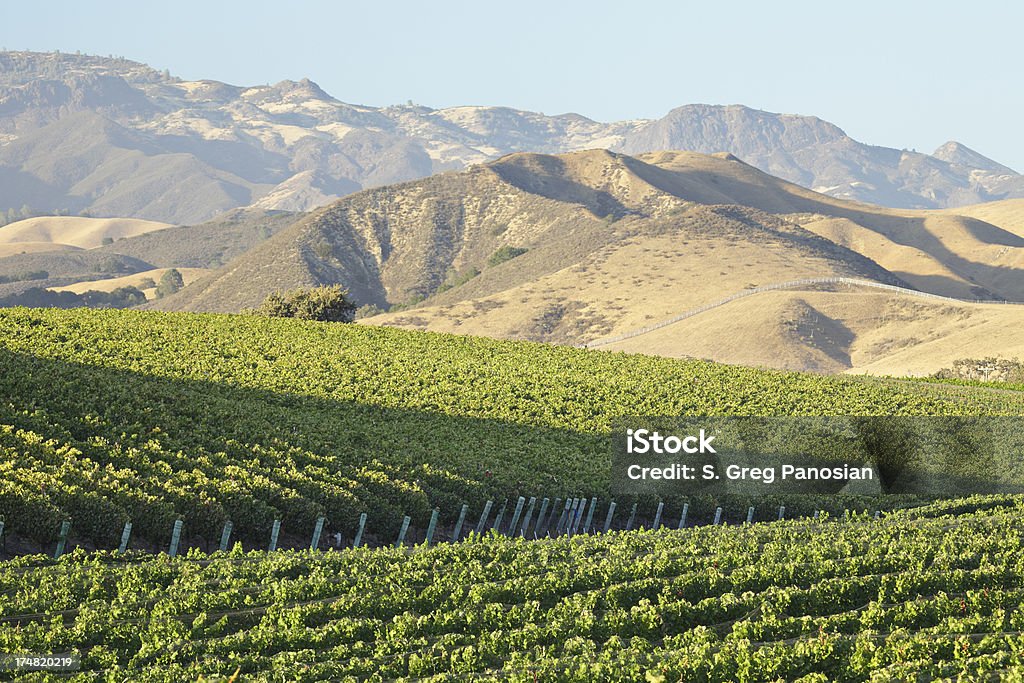 Paisaje de viñedos - Foto de stock de Agricultura libre de derechos