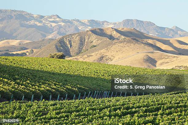 Foto de Paisagem Do Vinhedo e mais fotos de stock de Agricultura - Agricultura, Califórnia, Campo