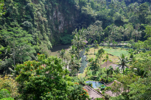 Jungle Resort