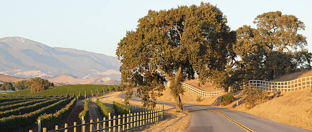 구불구불한 도로 및 포도원입니다 - vineyard california santa barbara county panoramic 뉴스 사진 이미지