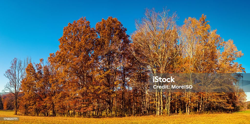 Arbre automne dans les Great Smoky Mountains, Cades Cove - Photo de Arbre libre de droits