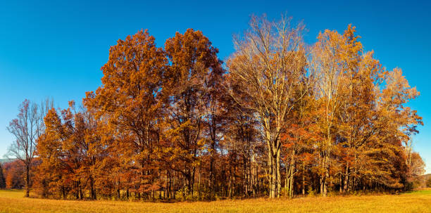 arbre automne dans les great smoky mountains, cades cove - great smoky mountains great smoky mountains national park tree group of objects photos et images de collection