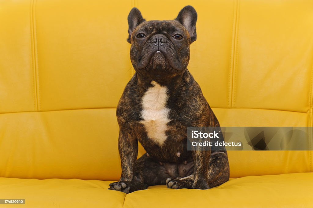 Bouledogue français salon - Photo de Animal femelle libre de droits