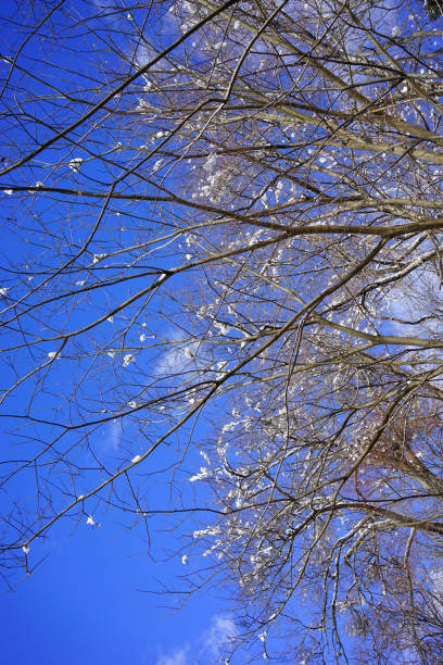 Frosty branches of the winter trees against blue sky.