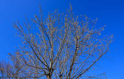 Branches of dry tree on background of blue sky.