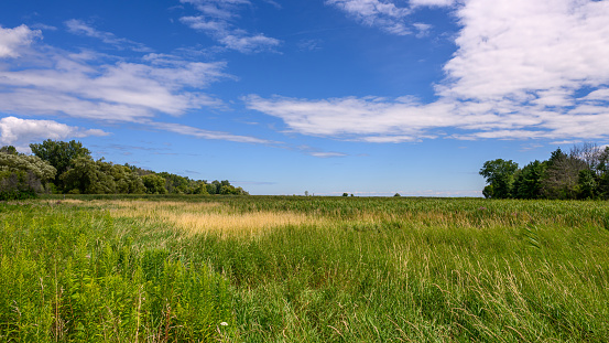 Near sunset on a perfect early summer's day, a strong breeze blows grain stalks growing atop Henry Hill at Manassas National Battlefield Park in Manassas, Virginia. This bucolic scene witnessed bloody combat on July 21, 1862 and August 30, 1862.