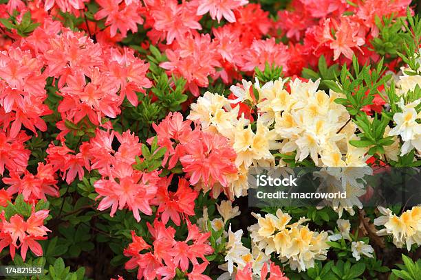 Photo libre de droit de Éclosion Dune Fleur Multicolore Rhododendron banque d'images et plus d'images libres de droit de Arbre en fleurs - Arbre en fleurs, Beauté de la nature, Branche - Partie d'une plante