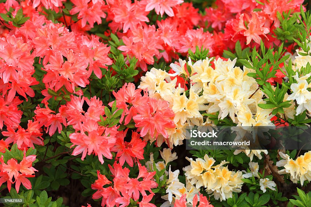 Desabrochando Multicolored Rododendro - Royalty-free Amarelo Foto de stock