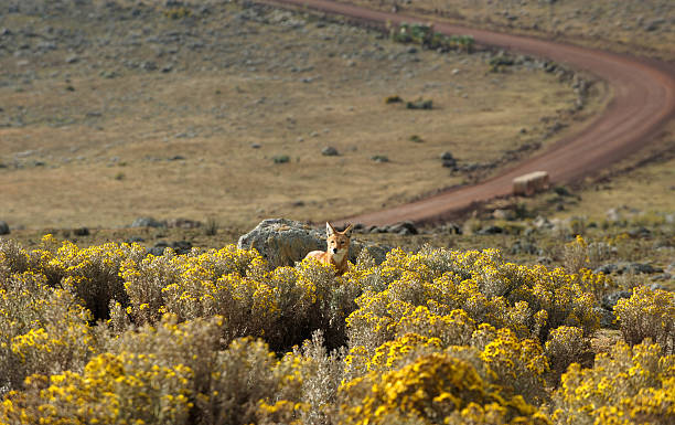 Lobo etíope en las montañas Bale - foto de stock