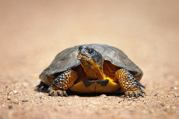 tartaruga de madeira - ecosystem animals in the wild wood turtle - fotografias e filmes do acervo