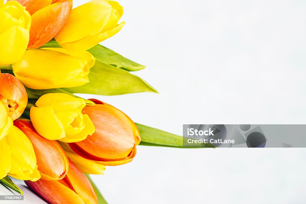 Frühling Tulpen mit Textfreiraum - Lizenzfrei Blauer Hintergrund Stock-Foto