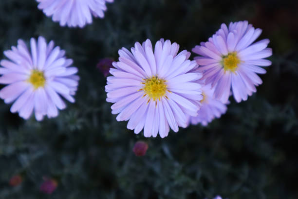 istock Purple chamomiles in the garden, close up. 1748219947
