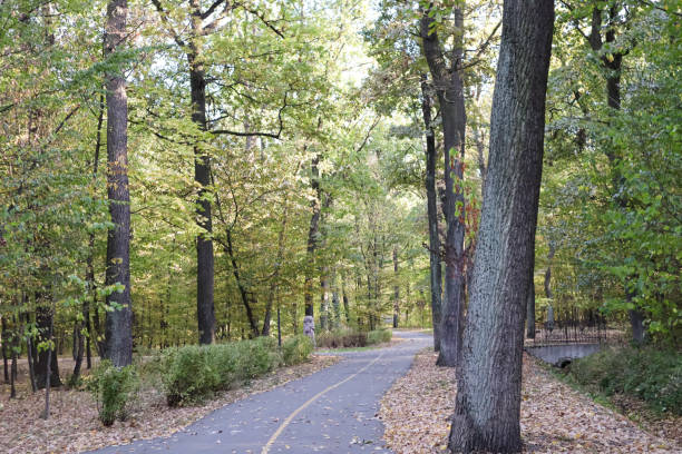 istock Road in the woods at autumn. 1748219948
