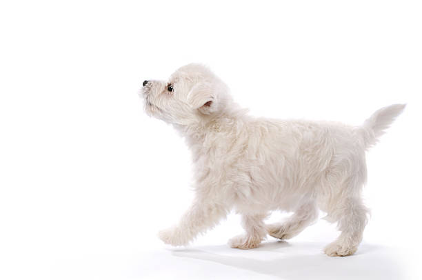 istock West Highland Terrier Puppy Walking 174822207