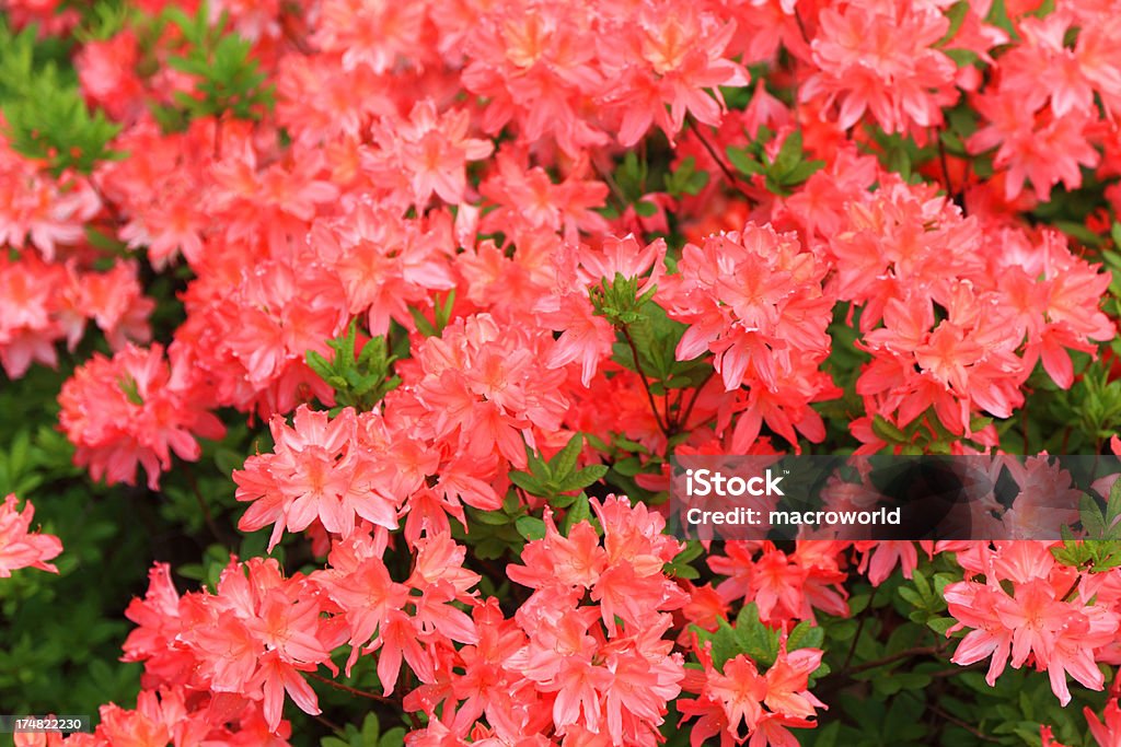 Desabrochando Rosa Rododendro - Royalty-free Ao Ar Livre Foto de stock