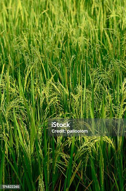 Arroz Arquivados - Fotografias de stock e mais imagens de Agricultura - Agricultura, Amarelo, Ao Ar Livre