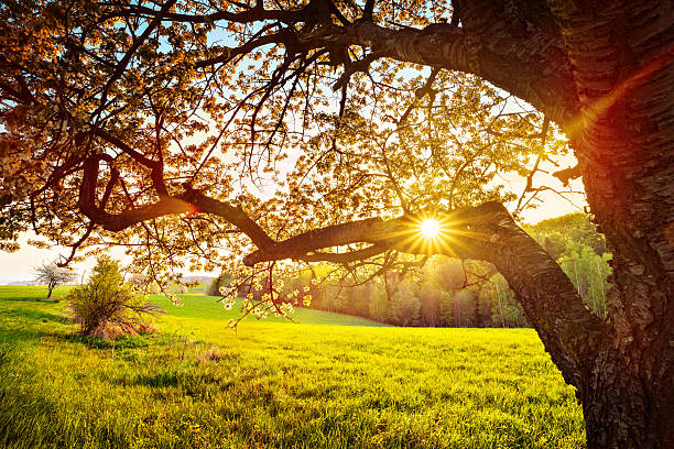 istock Sun Shining through the Blooming Tree - XXL Image 174822327