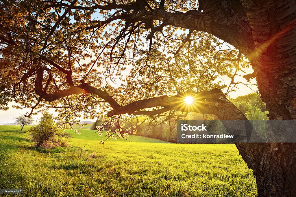 Sol brilhando através da florescendo Tree-XXL imagem - Foto de stock de Branco royalty-free