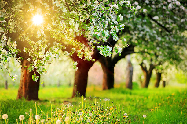 istock Row of the Blooming Trees, Orchard during Sunset 174822336