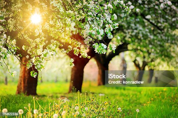 Linha De Desabrochando Árvores Orchard Durante O Pôr Do Sol - Fotografias de stock e mais imagens de Ao Ar Livre